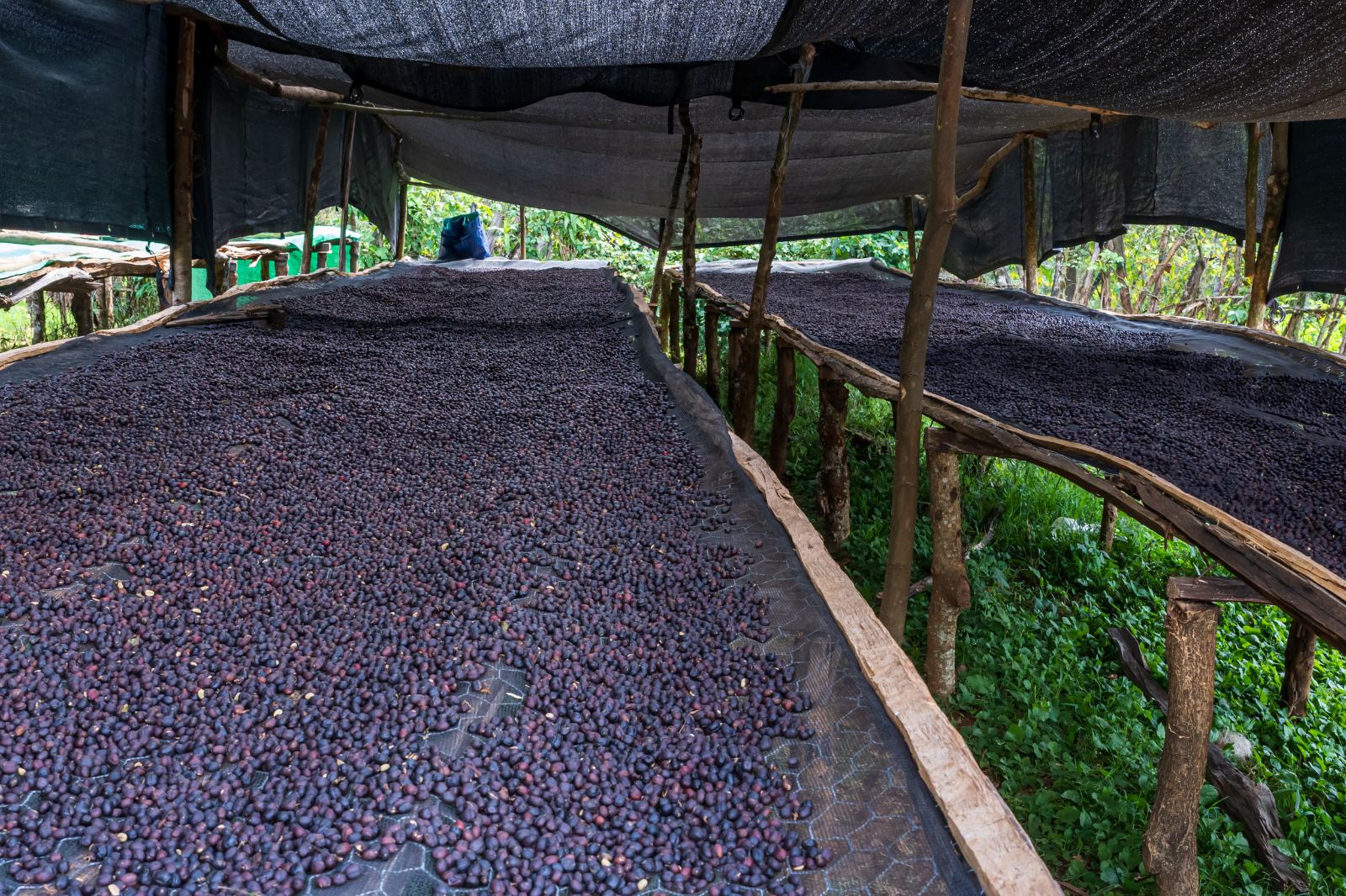 Naturals drying under shade cloth at Shone
