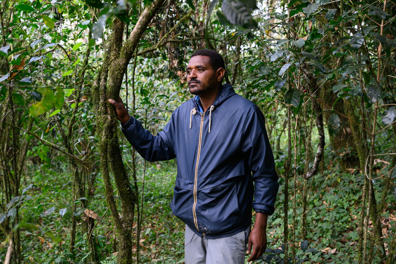 Among the coffee trees at Shone