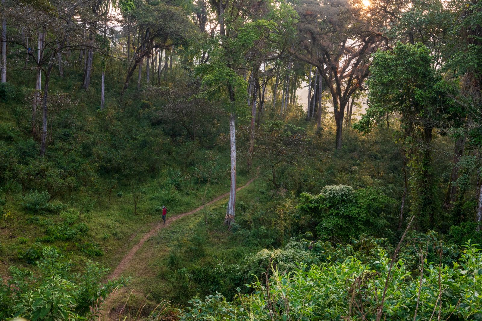 A path through the shade forest on Mount Unchu
