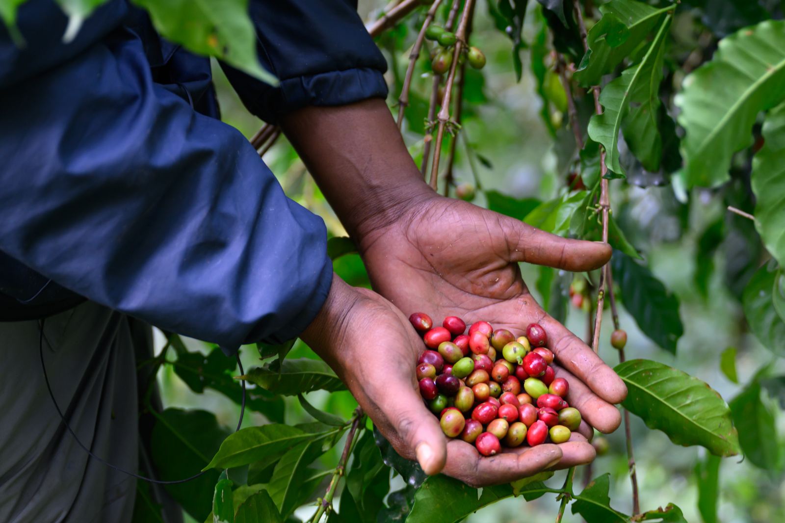 A handful of ripe cherries