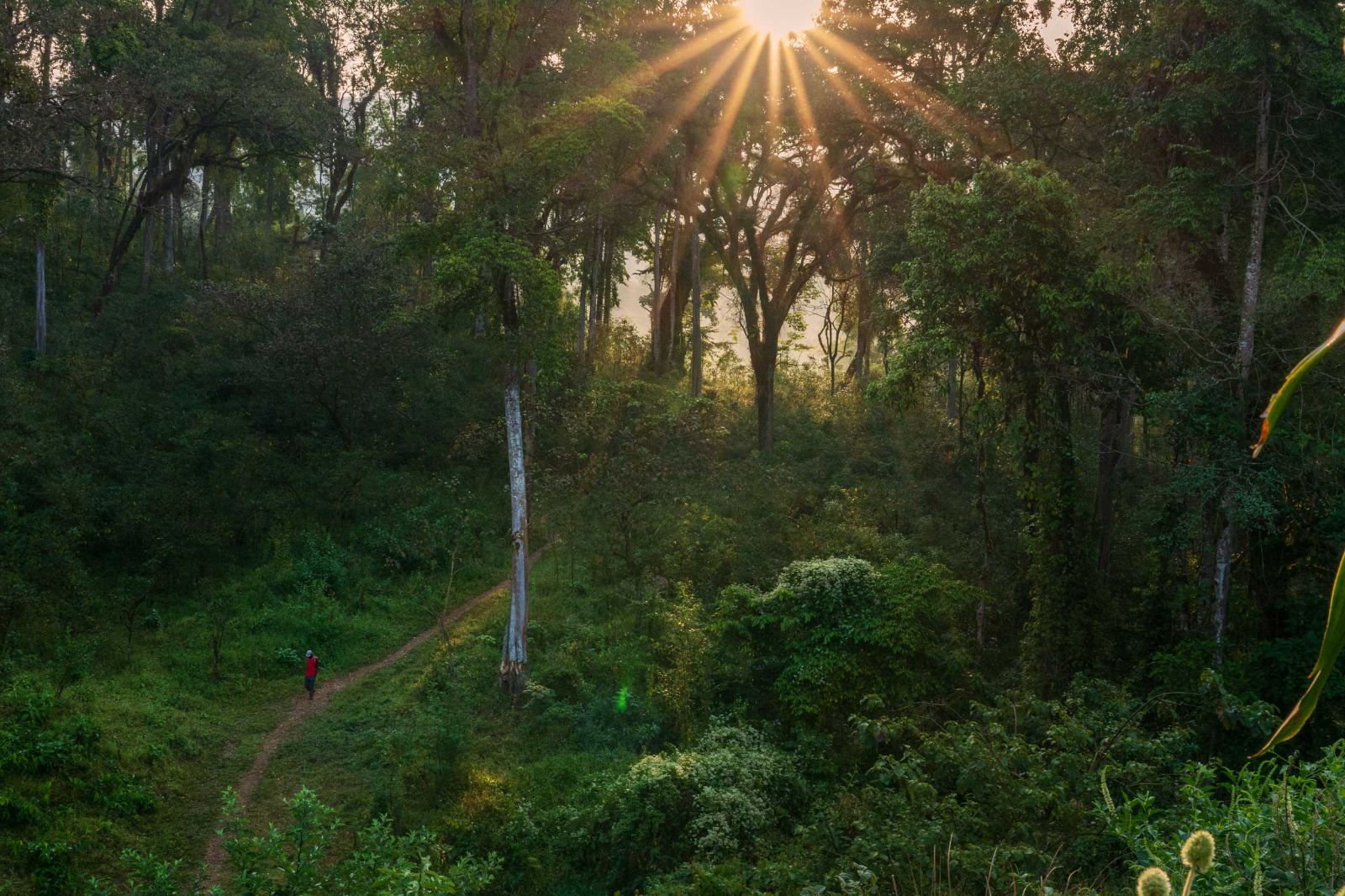 Sunrise through the forest canopy on Mount Unchu