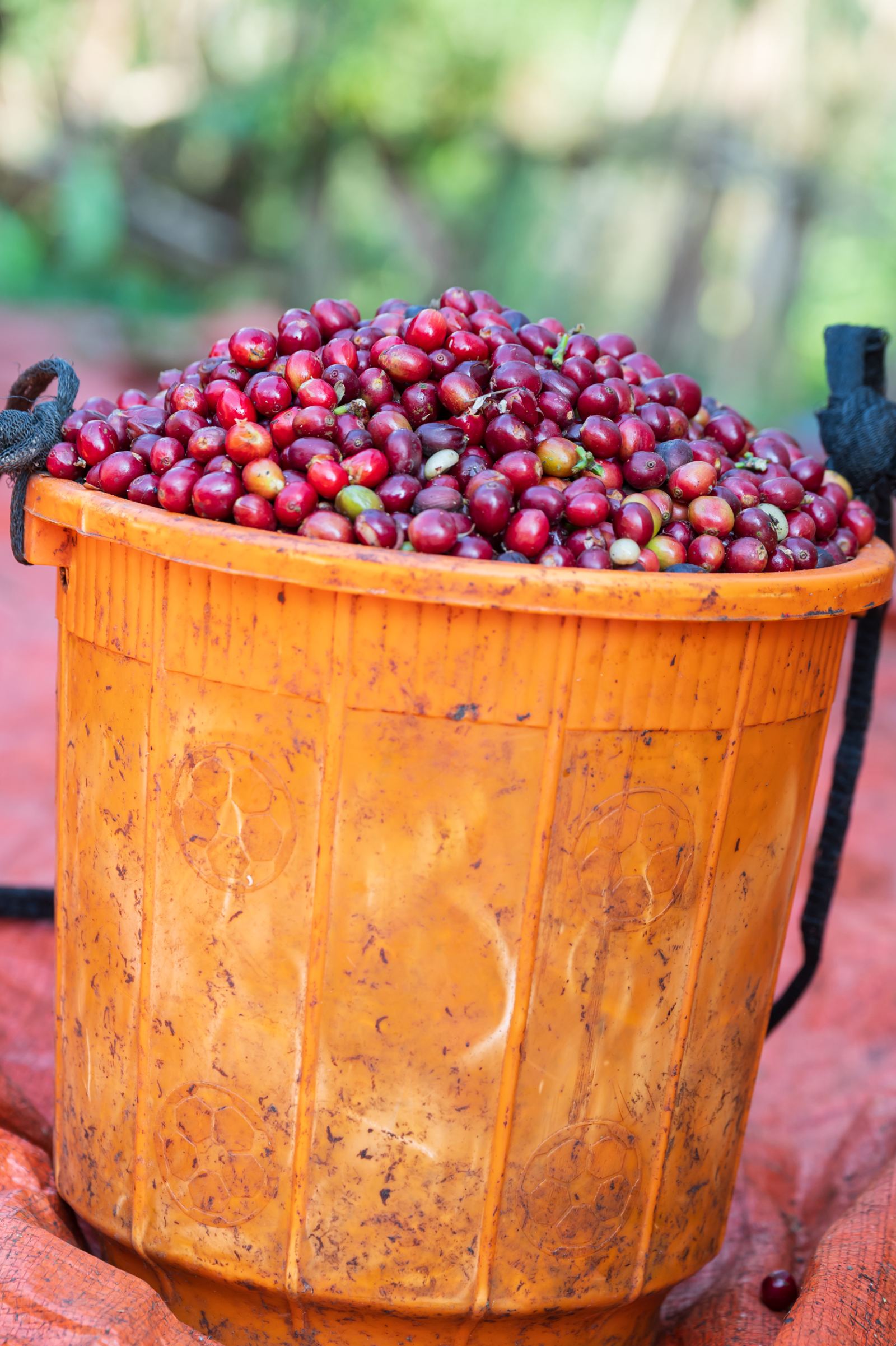 A bucket of cherries