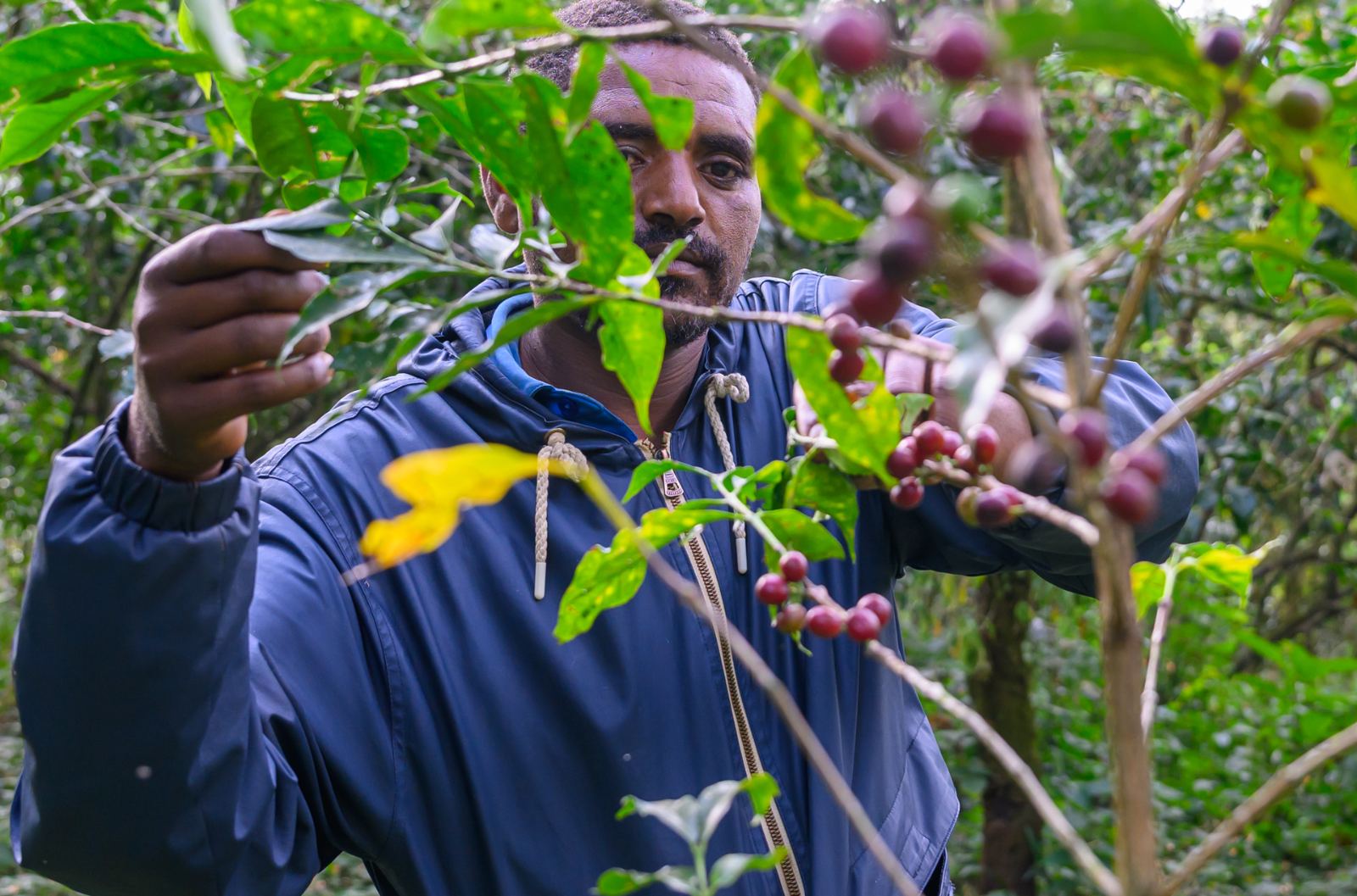 A picker among the coffee leaves