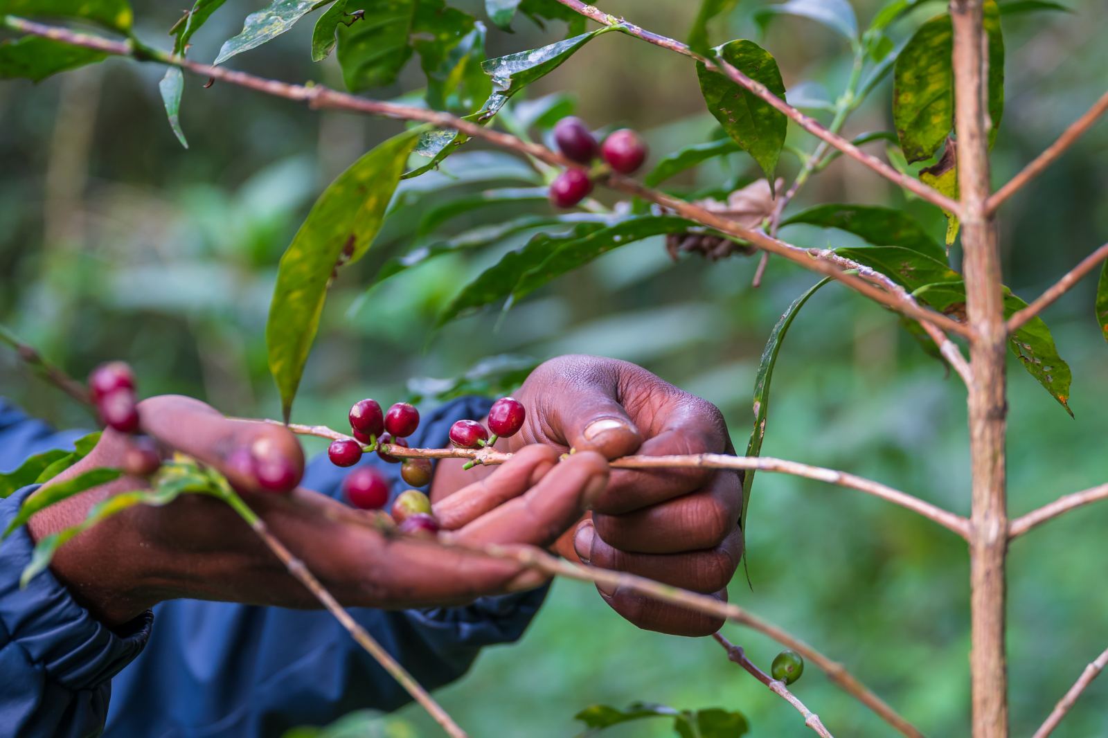 Hand-picking on the branch