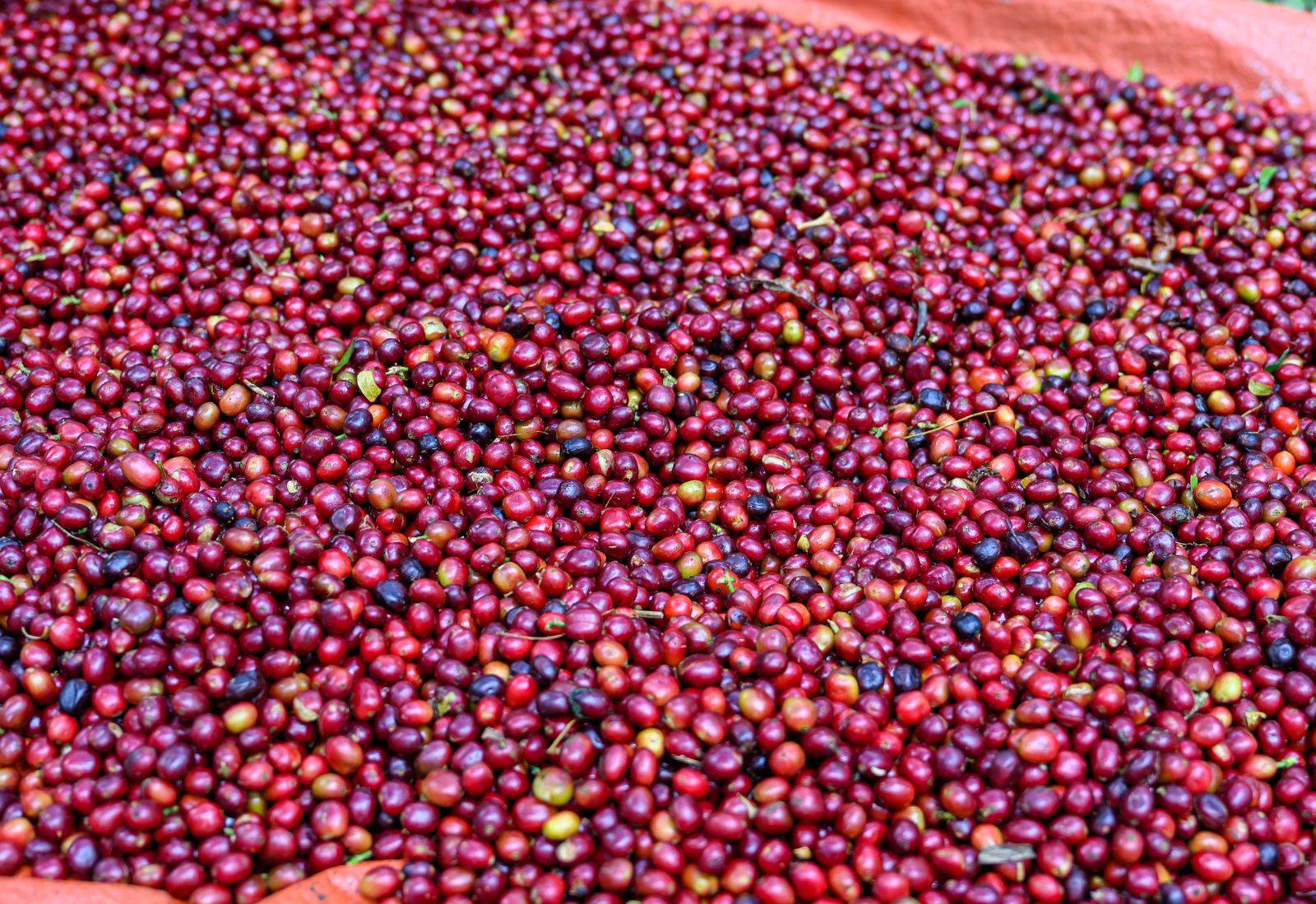 Freshly picked cherries
