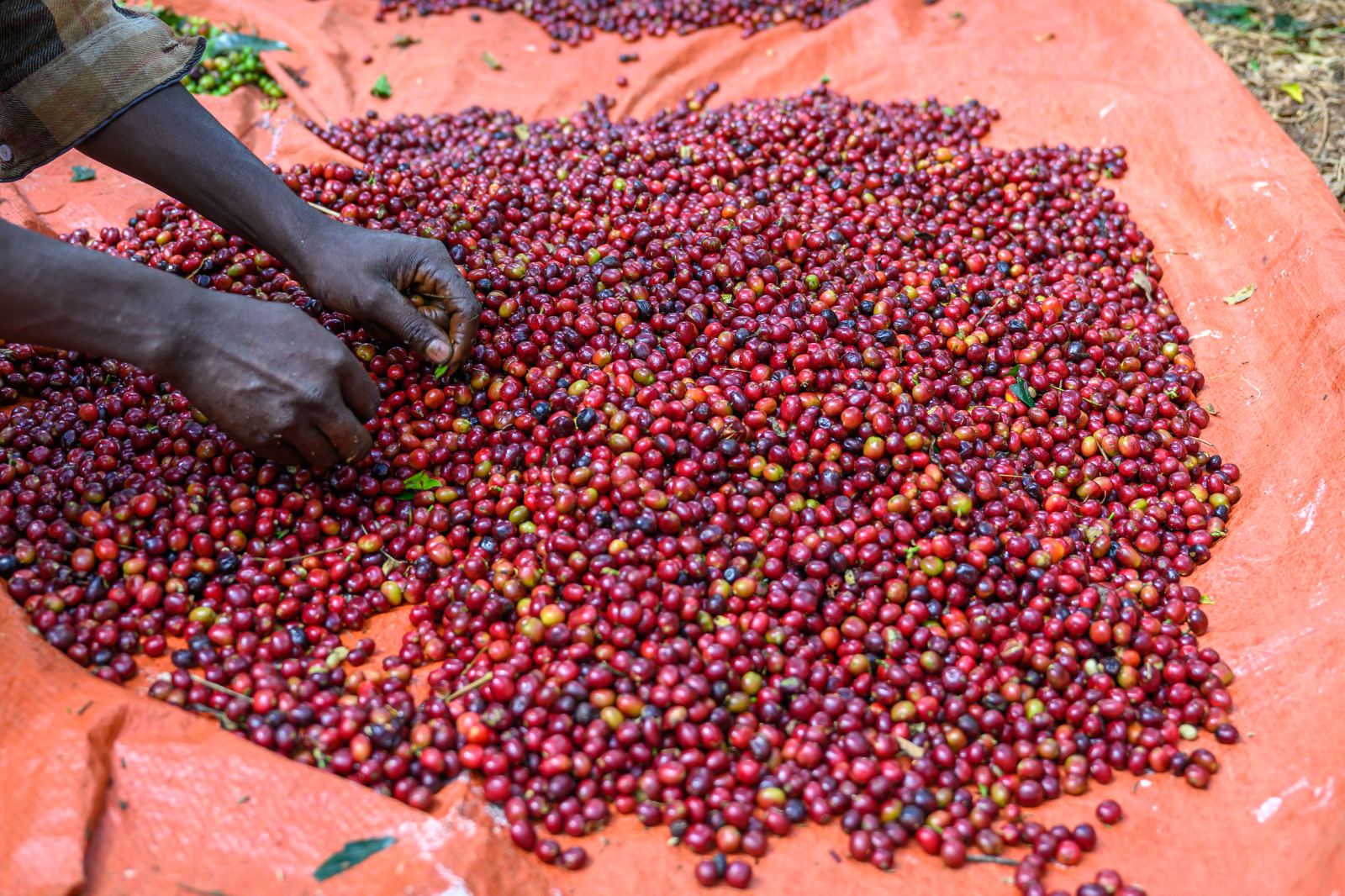 Sorting cherries by hand on the tarp